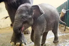 ​​虐待小象，是世界上——最残忍的动物虐待之一图片