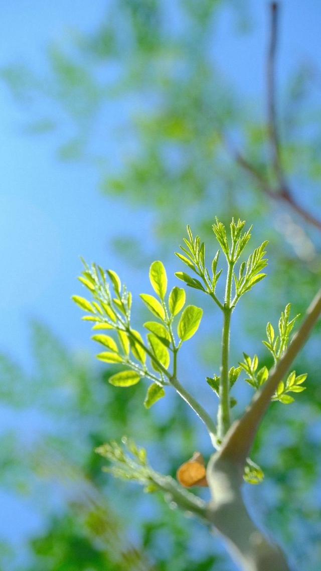 翠绿满枝丫生命自然绝美壁纸(绿色背景四美女) - 冷求网