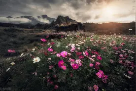 不可轻视！北京16区小升初派位入学规则，填报选校时能避坑图片