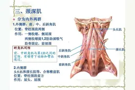 颈部主要肌肉详解图片