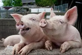 一些关于猪的有趣知识图片