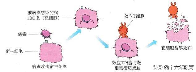 高中生物重要生化知识图解记忆（建议收藏）