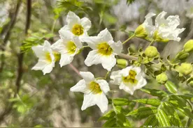 文冠果种子催芽小窍门图片