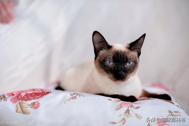 暹罗猫“暹”字怎么读？竟然有很多人读错，读音千奇百怪