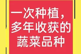 什么蔬菜可以种植一次，多年采收？这里有答案！(建议收藏)图片