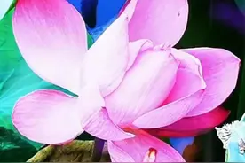 爱你，是我一生不变的执着图片