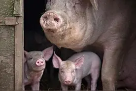 母猪流产，死胎，木乃伊胎到底是什么原因？图片