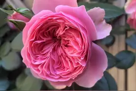 有一种叫云南的生活 | 保山施甸：开满鲜花的小院图片