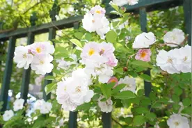 蔷薇花开惹人醉 邂逅通达街初夏的浪漫图片