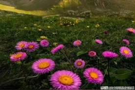 男人到了60岁之后，可选择这5种工作打发闲暇之日图片