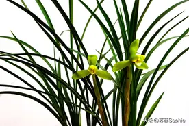 兰花与高锰酸钾 ，高锰酸钾在养兰中有什么用？图片