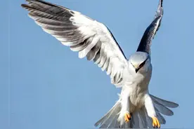 古话云：鸢者长寿，是什么意思？图文解字：鸢字溯源及诗句应用图片