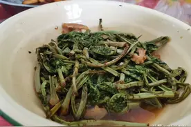 小时候最爱吃的山菜之一，东北特产却取名“广东菜”，大家吃过吗图片