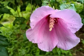 七律 木槿花（外六首）图片