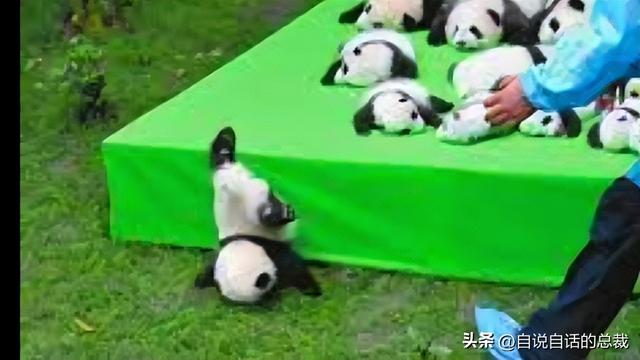 熊猫：真实存在的上古恐惧，为什么只有人类觉得大熊猫很可爱？