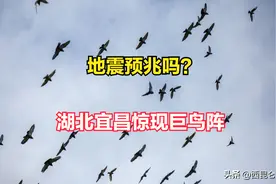地震前兆？网传湖北宜昌出现巨型鸟阵，拍摄者：从没见过这种景象图片