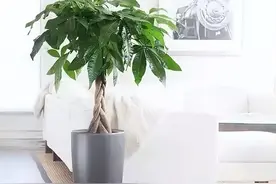 养发财树别只会浇水，常用这3种肥料，翠绿茂盛，长势好图片