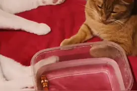 单话题破千亿曝光！TikTok上的小萌物撬动大商机？图片