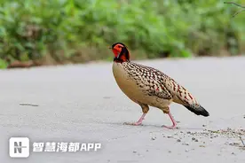 “爱鸟周”来啦！福建这十大“明星”鸟，你见过吗？图片