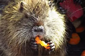 上海多地出现“大老鼠”，最小体重都有10斤，当地人感到惊慌失措图片