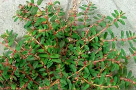 今天认识认识地锦草图片