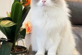 女追男真的可以吗？图片