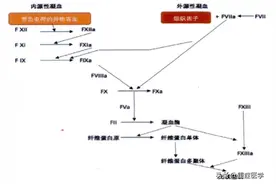 凝血七项的临床意义最全解读，盘这篇就够了！图片