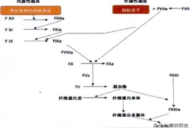 凝血七项的临床意义最全解读，盘这篇就够了！图片