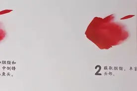 千姿百态画鱼虾，国画教程画法步骤来啦！图片