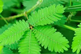 害羞是一种天性图片