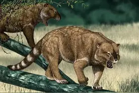 有袋类动物只在澳洲？其实它们的“先祖”在中国图片