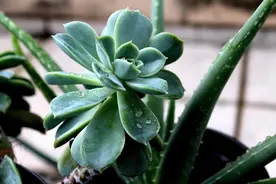 每日一花6.24：石莲：宝石花图片