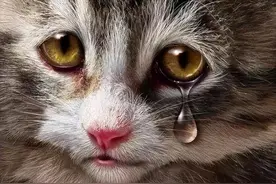 再生气，也别打家里的猫，告诉你为什么图片