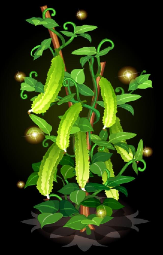 起源地品牌产品——濮阳四棱豆