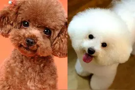 同样是可爱的小型犬，“泰迪”和“比熊”的口碑为何天差地别图片