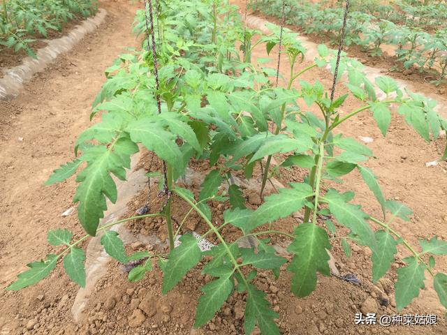 番茄怎么种植和管理（番茄到底怎么种什么时候整枝打杈）