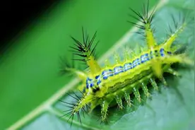 无数人的童年阴影，“洋辣子”竟然也能吃？虫茧最高卖到200元/斤图片