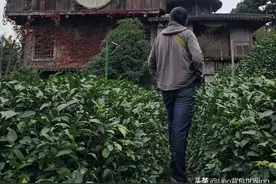 探访西湖边隐秘的妖怪世界（附：路线攻略，绝佳拍摄机位）图片