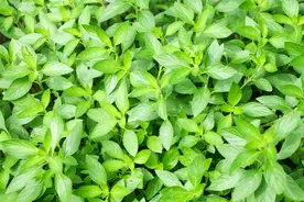 一到夏天、河南人就中了荆芥的毒！一天3顿、顿顿离不开，真上瘾图片