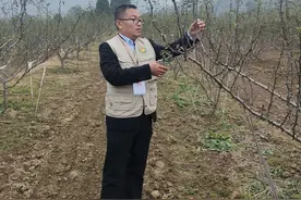 花椒树修剪手法看树势，科学实验结硕果图片