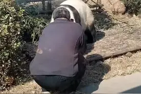 唐山一游客翻进园区贴脸逗熊猫，动物园：已被警察带走图片