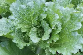 土霉素还能用于种粮种菜吗？别听忽悠了，它早就被取消农药登记了图片