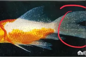 草金趴缸原因分析图片