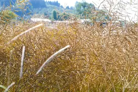 贵州五月菜籽香，农机收割忙图片