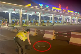 高速路上车辆迎面窜出一条蛇，蛇藏在车里有多可怕？或致车毁人亡图片