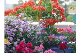 三角梅如何养成“高级感花树”，首先是“造型”，然后才是“养”图片