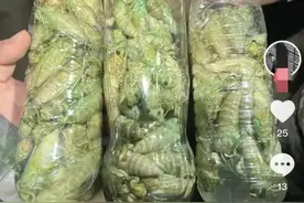 445元一斤！杭州有人一晚抓700只，这里随处可见！10天能赚上万块图片