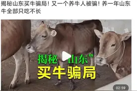 山东人揭秘“山东”买牛入坑骗局图片