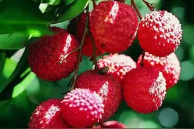 荔枝壁纸：硕果累累，琳琅满目，甜到爆棚图片