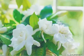 十二载寒窗苦读 不负韶华不负卿图片